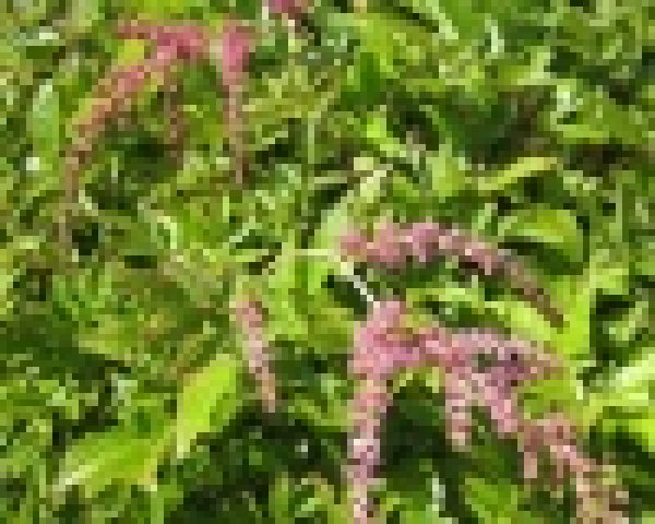 Astilbe thunbergii Straußenfeder - Beet-Prachtspiere -
