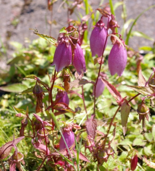 Campanula punctata Rubriflora - Punktierte Glockenblume -