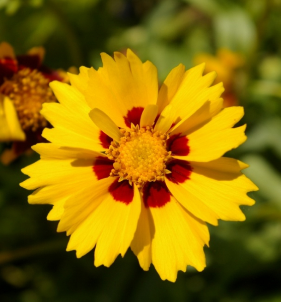 Coreopsis grandiflora Sonnenkind - Großes Mädchenauge -