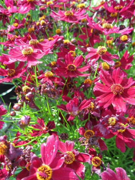 Coreopsis hybr. Ruby Red - Mädchenauge -