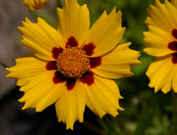 Coreopsis lanceolata Sterntaler - Mädchenauge - Garten-Schönauge -