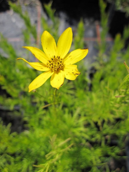 Coreopsis verticillata Zagreb - Garten-Schönauge -