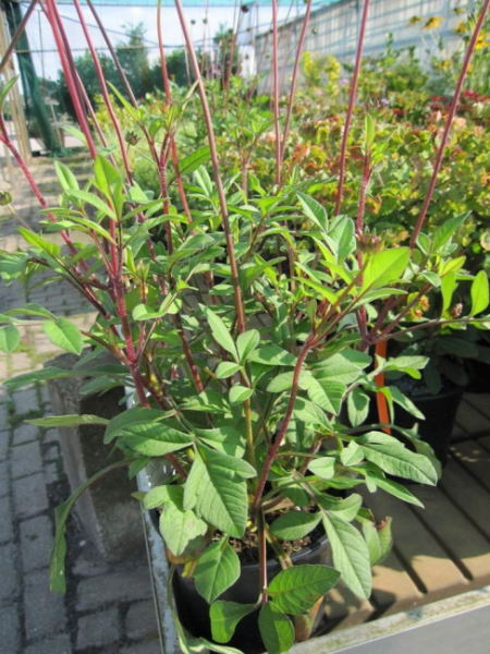 Cosmos atrosanguineus - Schokoladenblume -