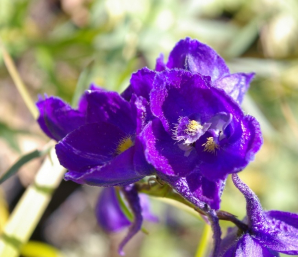Delphinium belladonna Atlantis - Rittersporn Atlantis