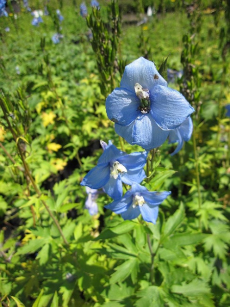 Delphinium elatum Gletscherwasser - Hoher Rittersporn -