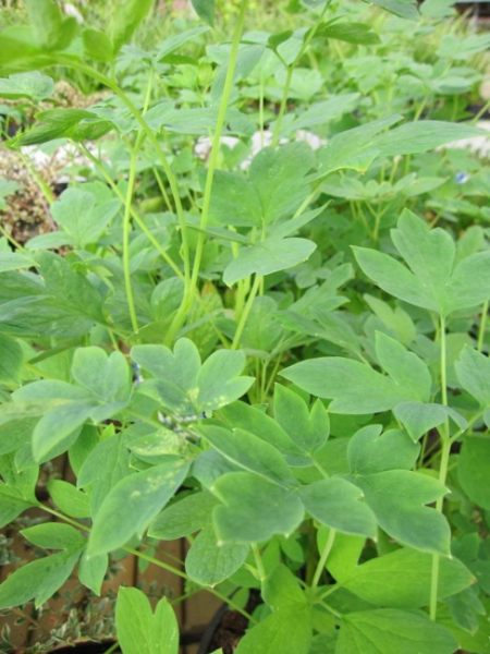 Dicentra spectabilis alba - Weißes tränendes Herz -