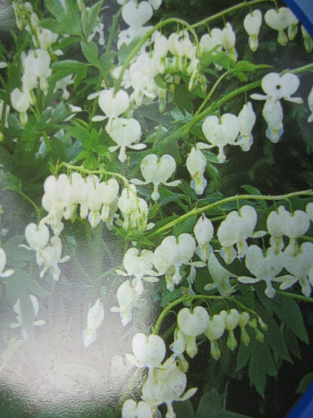 Dicentra spectabilis alba - Weißes tränendes Herz -