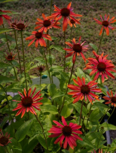 Echinacea purpurea Sundown - Roter Sonnenhut -