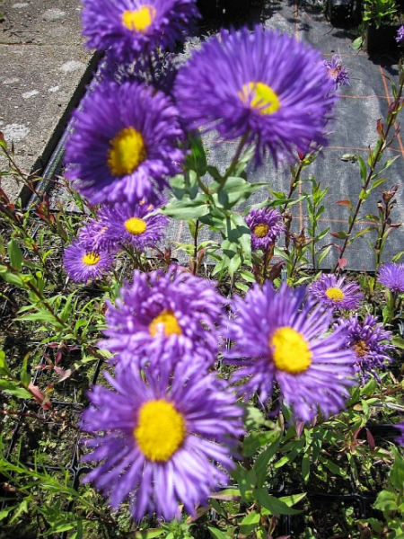 Erigeron hybr. Nachthimmel - Feinstrahl-Aster - Berufskraut -