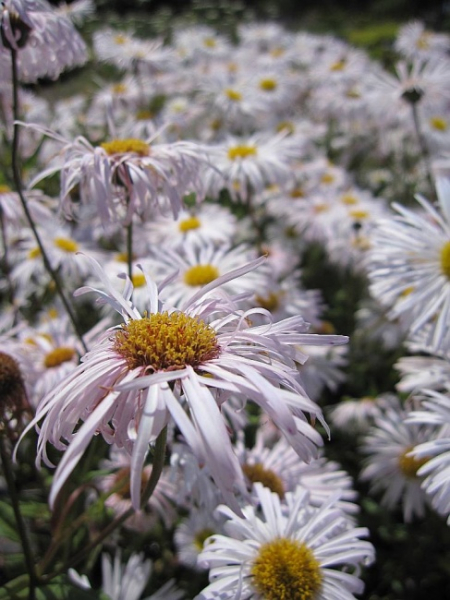 Erigeron hybr. Sommerneuschnee - Feinstrahl-Aster - Berufskraut -