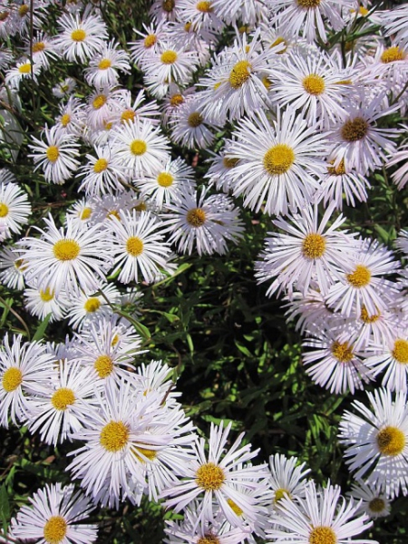 Erigeron hybr. Sommerneuschnee - Feinstrahl-Aster - Berufskraut -