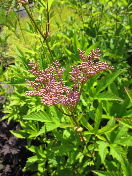 Filipendula rubra Venusta - Gartenscheinspiere - Mädesüß -