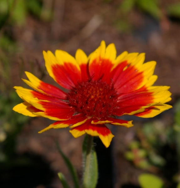 Gaillardia aristata Kobold - Kokardenblume -