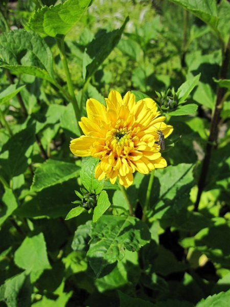 Helianthus decapetalus Soleil d `Or - Stauden-Sonnenblume -