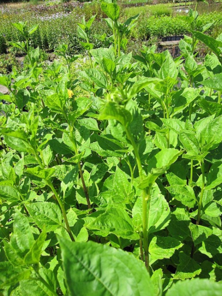 Helianthus decapetalus Soleil d `Or - Stauden-Sonnenblume -