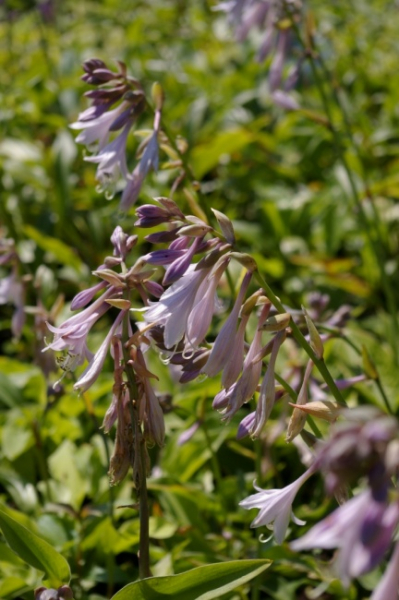 Hosta fortunei Aurea - Gold-Funkie