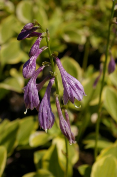 Hosta naikiana Golden Tiara - Gelbrand-Funkie -