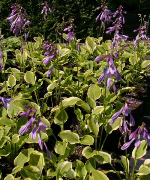 Hosta undulata Albomarginata - Garten-Funkie -