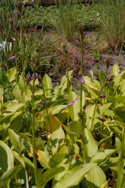 Hosta venusta Beauty King - Garten-Funkie -