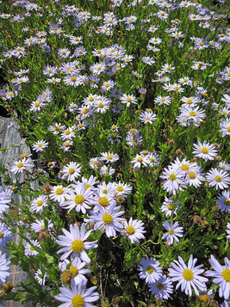 Kalimeris incisa Blue Star - Schön-Aster -