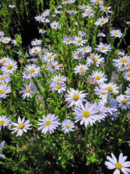 Kalimeris incisa Blue Star - Schön-Aster -