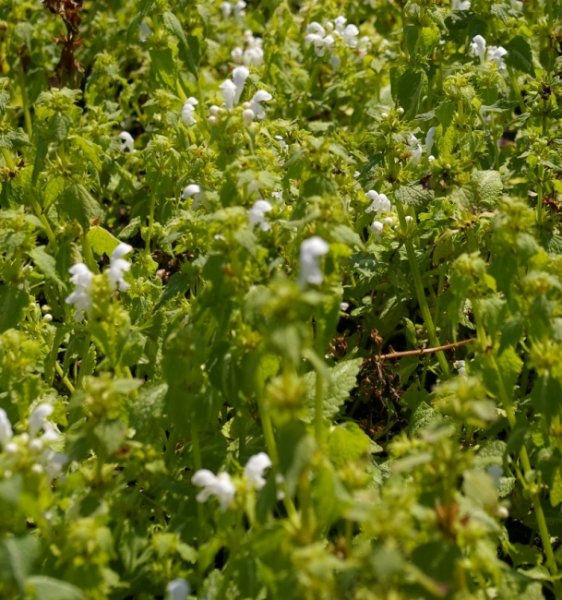 Lamium maculatum Album - Gefleckte Taubnessel -