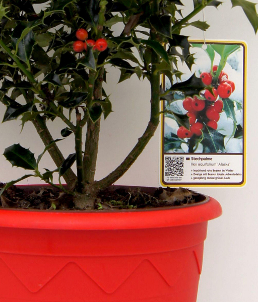 Ilex aquifolium Alaska - Stechpalme immergrün - im Dekotopf mit Weihnachtsbildetikett - 30-40 cm