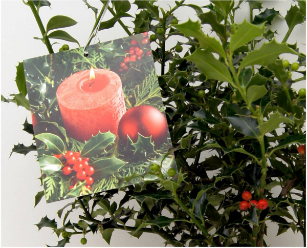 Ilex aquifolium Alaska - Stechpalme immergrün - im Dekotopf mit Weihnachtsbildetikett - 30-40 cm