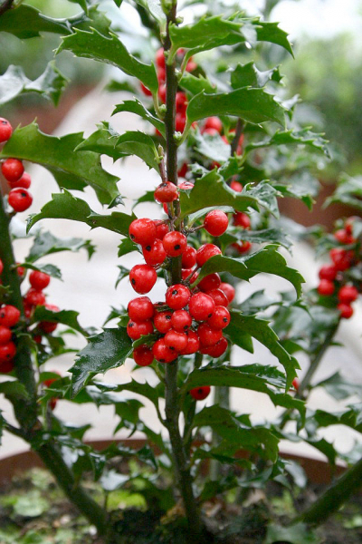 Ilex meserveae Blue Princess 2