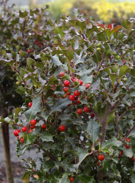 Ilex meserveae Blue Angel ® - immergrüne Stechpalme (Stechhülse) 30-40 cm 5L-Dekorationstopf