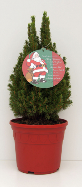 Picea glauca Zwergzuckerhut (20-25 cm) im weihnachtsroten Dekortopf & Weihnachtsgrußetikett