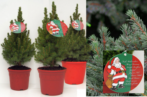 Picea glauca Conica - Weißfichte - im Dekorationstopf und Grußetikett
