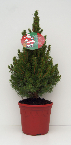 Picea glauca Conica - Weißfichte - im Dekorationstopf und Grußetikett
