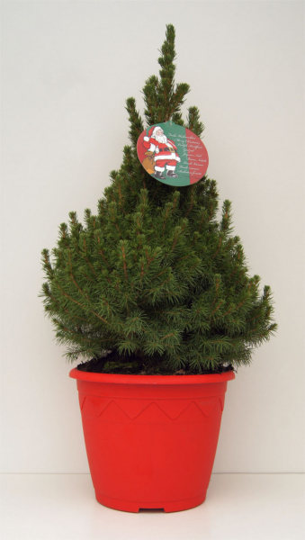 Picea glauca Conica - Weißfichte - im Dekorationstopf und Grußetikett