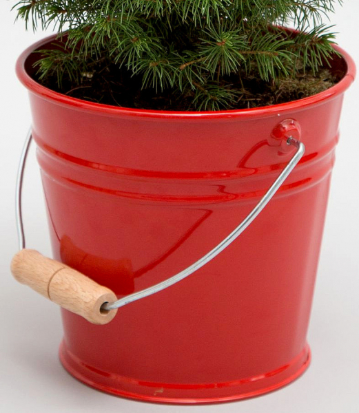 Kleiner Weihnachtsbaum & Weihnachtsgeschichten-CD Kinderweihnachtsbaum im Metalleimer (20 - 30 cm Pflanzenhöhe) inklusiv