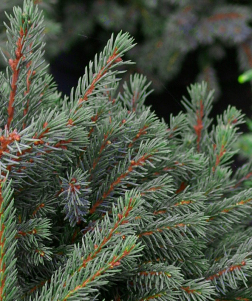 Kleiner Weihnachtsbaum & Weihnachtsgeschichten-CD Kinderweihnachtsbaum im Metalleimer (20 - 30 cm Pflanzenhöhe) inklusiv