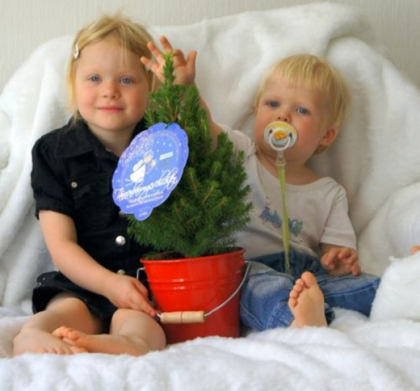 Kleiner Weihnachtsbaum & Weihnachtsgeschichten-CD Kinderweihnachtsbaum im Metalleimer (20 - 30 cm Pflanzenhöhe) inklusiv