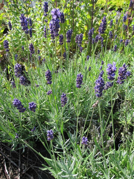 Lavandula angustifolia Twickel Purple - Garten-Lavendel -
