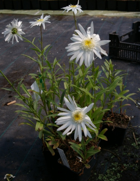 Leucanthemum (Chrysanthemum) Christine Hagemann - Sommer-Magerite -