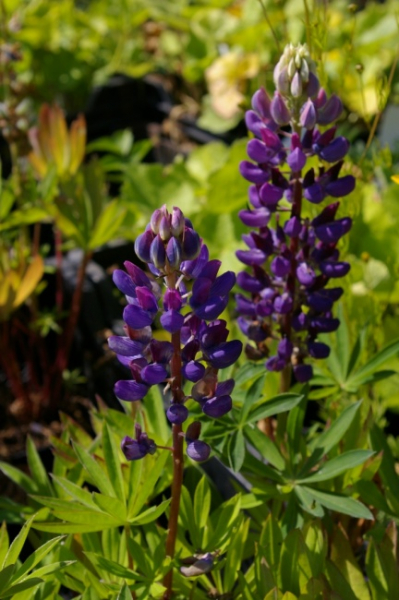 Lupinus nanus Gallery Blau - Zwergige-Garten-Lupine -