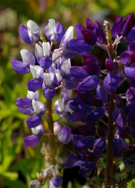 Lupinus nanus Gallery Blau - Zwergige-Garten-Lupine -