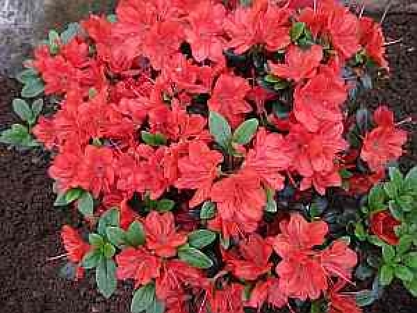 Rhododendron obtusum "Stretta" 25-30