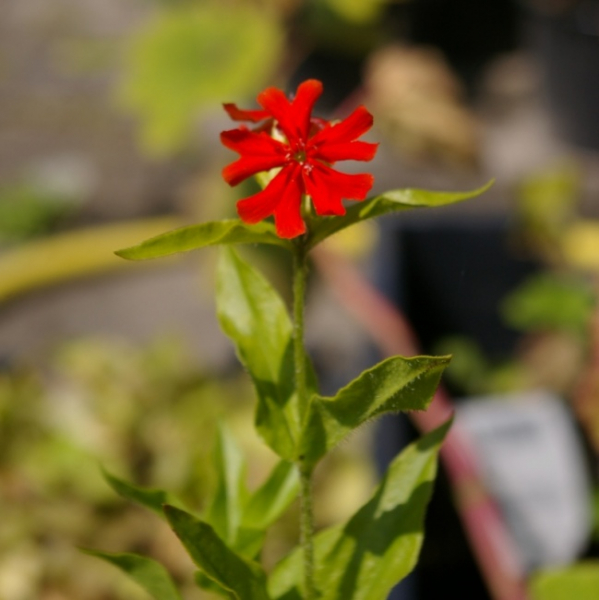 Lychnis chalcedonica Brennende Liebe - Scharlachlichtnelke - Brennende Liebe -