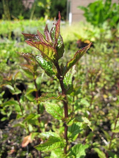 Mentha piperita Proserpina - Pfefferminze -