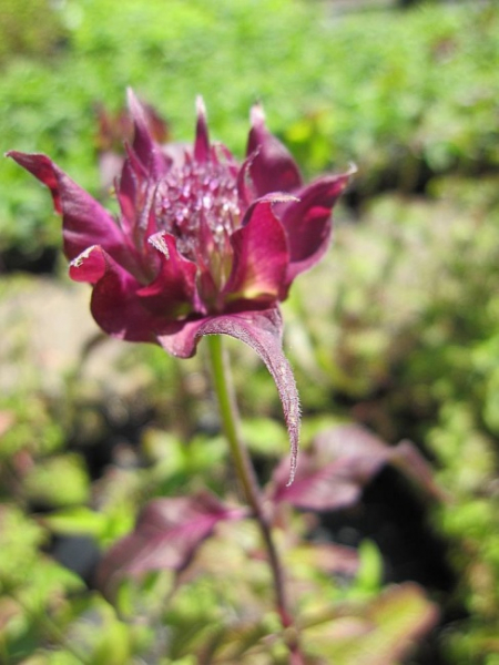 Monarda fistulosa Scorpion - Indianernessel -
