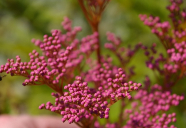 Wander-Phlox Pink Ridge
