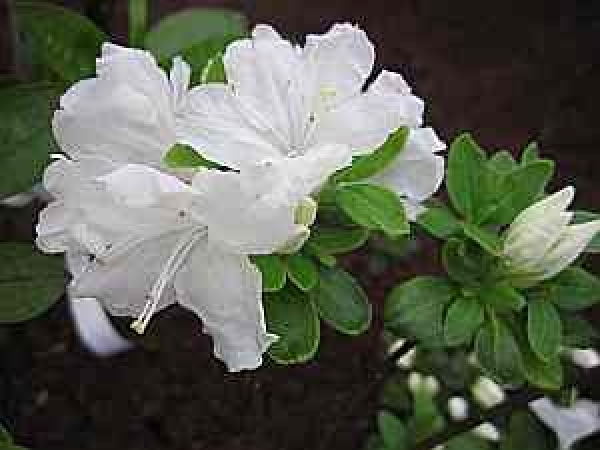 Rhododendron obtusum "Tananami" 25-30