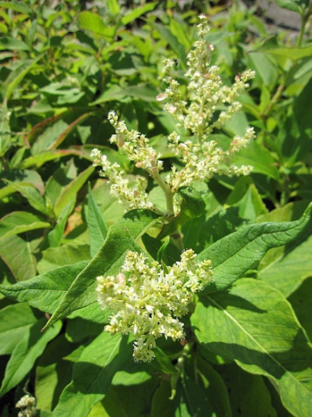 Polygonum polymorphum Weyrichii - Buschknöterich -