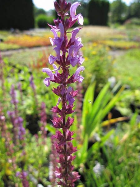 Salvia nemorosa Amethyst - Gartensalbei - Steppensalbei -