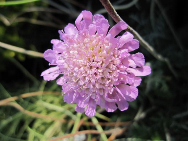 Scabosia columbaria Pink Mist - Tauben-Skabiose -